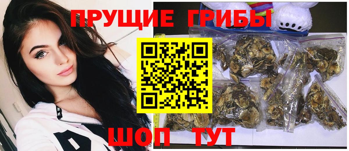 Галлюциногенные грибы Psilocybine cubensis Светлоград